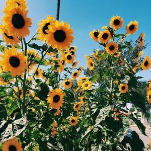 Meet your Posher, Lusia